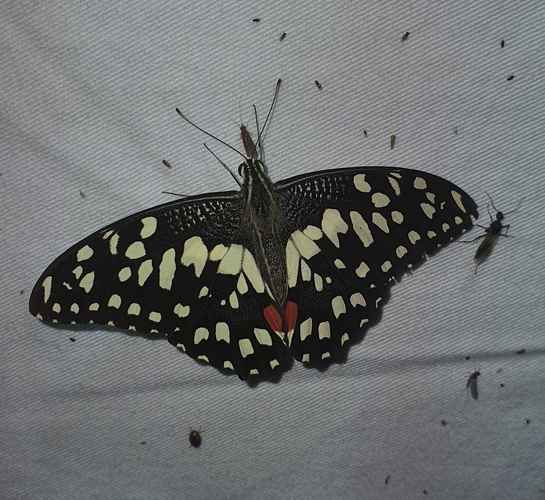 Lime Swallowtail
