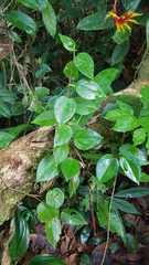 Peperomia nitida, photograph Celso Henrique Varela Rios, CC BY, iNaturalist via GBIF