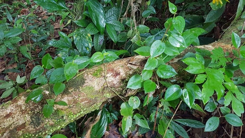 Peperomia nitida, photograph 3