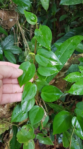 Peperomia nitida, photograph 4