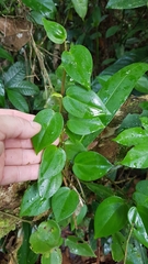 Peperomia nitida, photograph Celso Henrique Varela Rios, CC BY, iNaturalist via GBIF