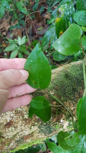 Peperomia nitida, photograph 5