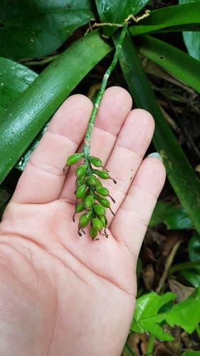 Aechmea gracilis, photograph 1