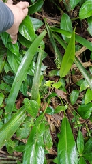 Aechmea gracilis, photograph (c) Celso Henrique Varela Rios, some rights reserved (CC BY)