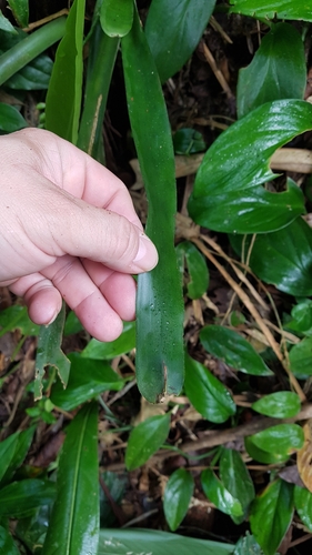 Aechmea gracilis, photograph 4