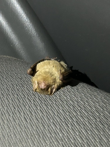 Western Yellow Bat