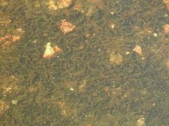 Branchinecta packardi