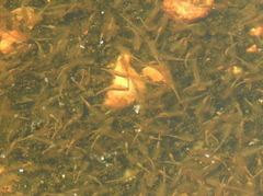 Branchinecta packardi