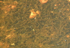 Branchinecta packardi