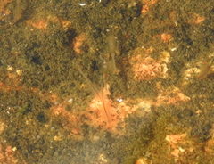 Branchinecta packardi