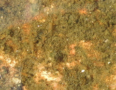 Branchinecta packardi