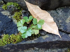 Waldsteinia fragarioides