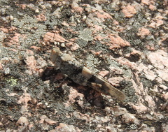 Trimerotropis saxatilis