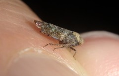 Paraphlepsius collitus