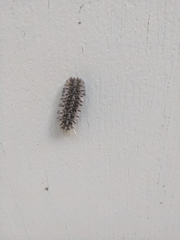 Lophocampa roseata