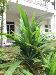 Pandanus amaryllifolius