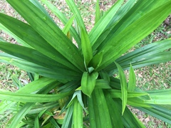 Pandanus amaryllifolius