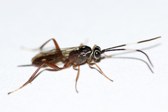 Ischnus inquisitorius