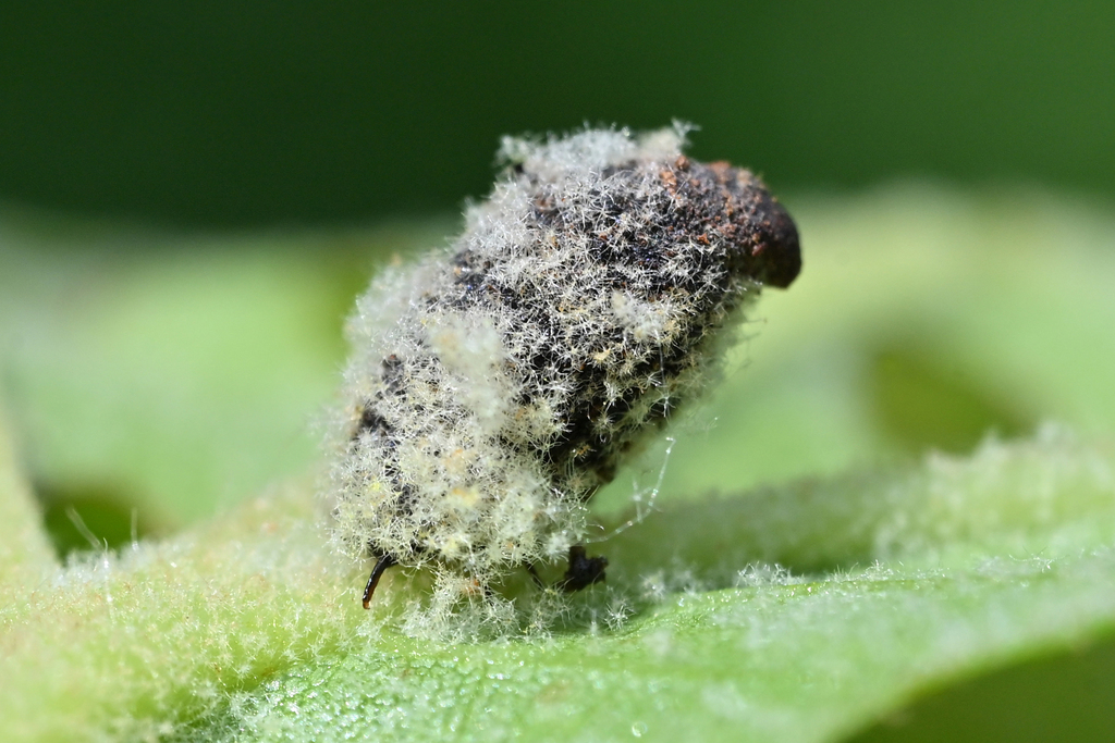Sycamore Leaf Beetle