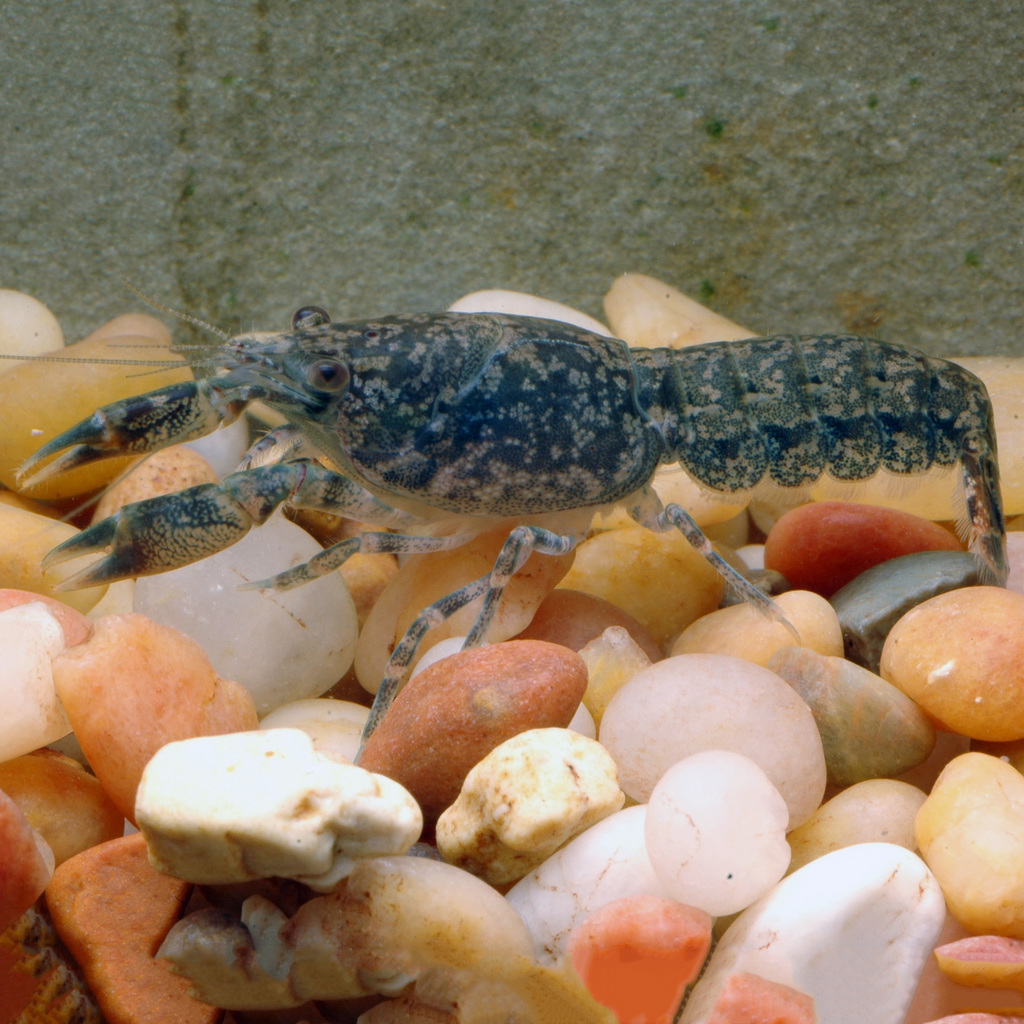 Dwarf Crayfishes