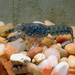 Dwarf Crayfishes - Photo (c) Dan Johnson, some rights reserved (CC BY), uploaded by Dan Johnson