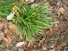 Carex pedunculata