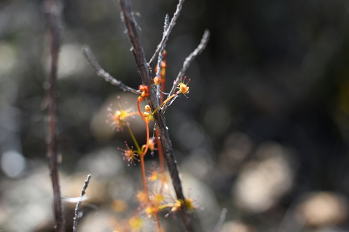 Drosera intricata
