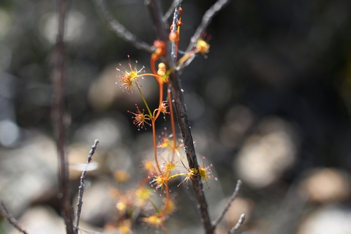 Drosera intricata