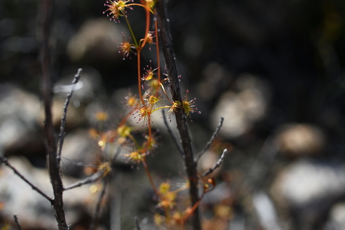 Drosera intricata