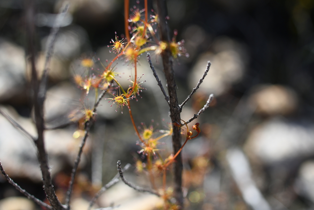 Drosera intricata Planch. 3