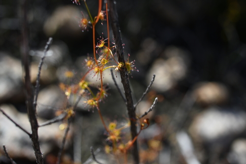 Drosera intricata