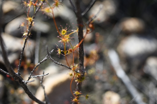 Drosera intricata
