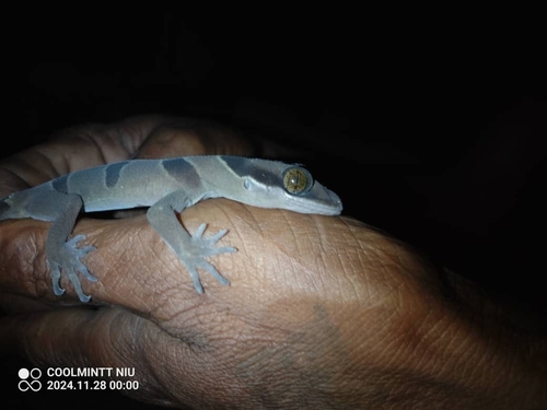 Cyrtodactylus epiroticus observed 2025-07-19