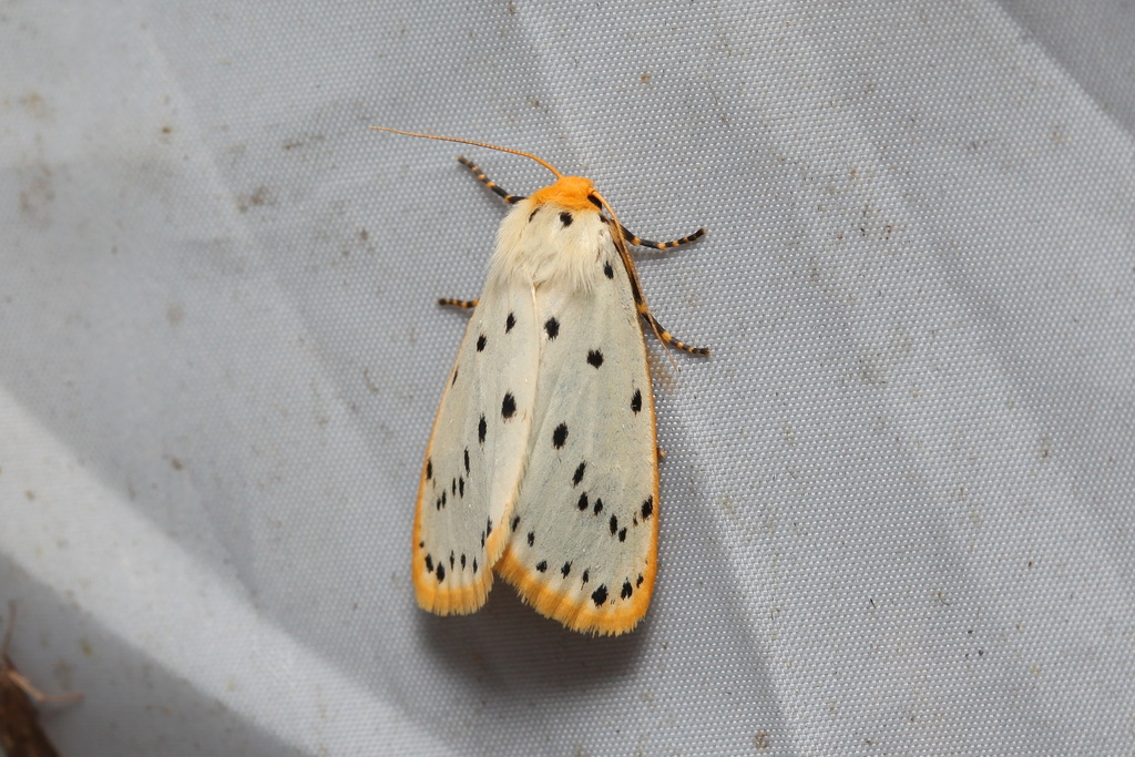 Stigmatophora micans