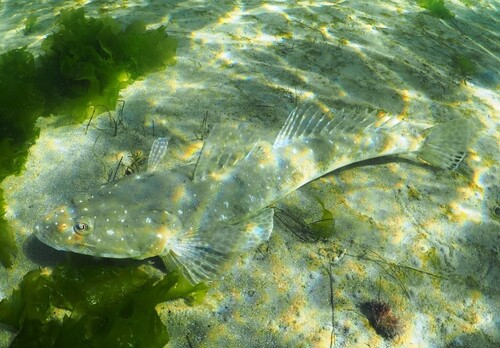 Bluespot flathead (Platycephalus speculator) — Platycephalidae — 5