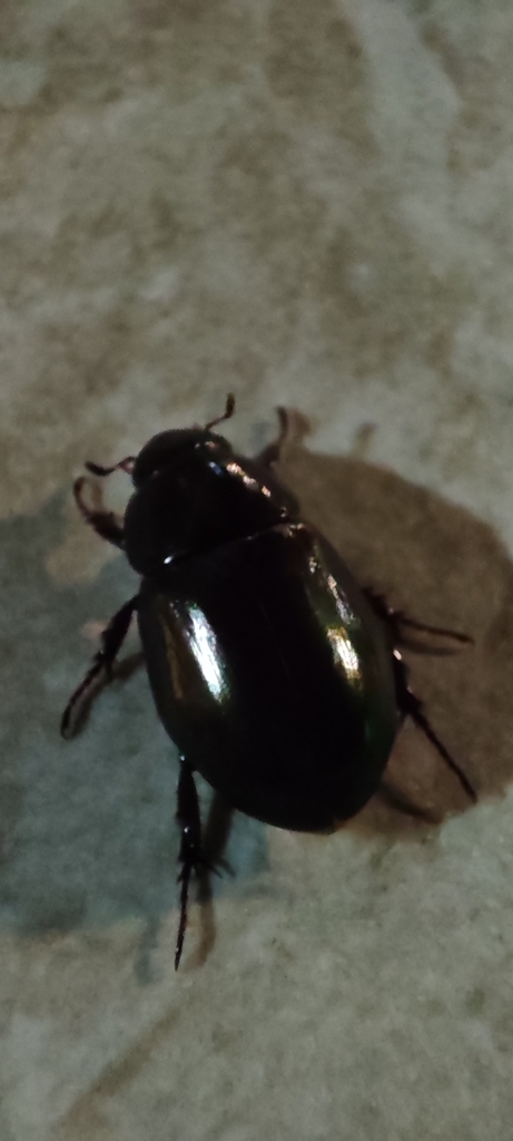 Dyscinetus dubius