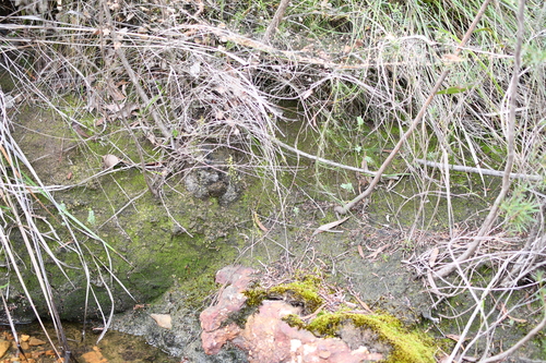 Drosera modesta (Drosera modesta)