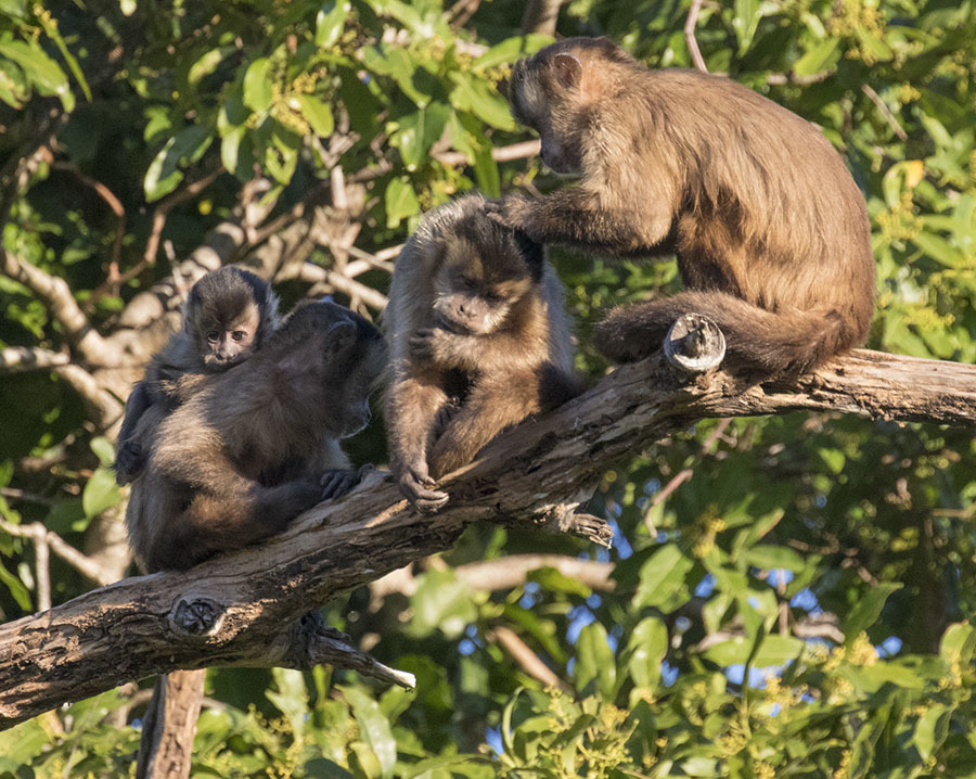 Macaco-prego-do-papo-amarelo (Sapajus cay) · BioDiversity4All