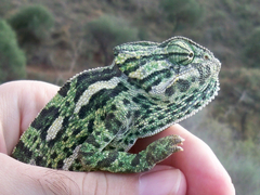 Chamaeleo chamaeleon chamaeleon