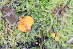 Phaeohelotium baileyanum