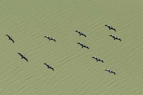 (c) JR Ferrer-Paris, some rights reserved (CC BY)