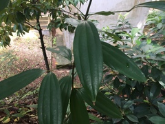 Cinnamomum cassia