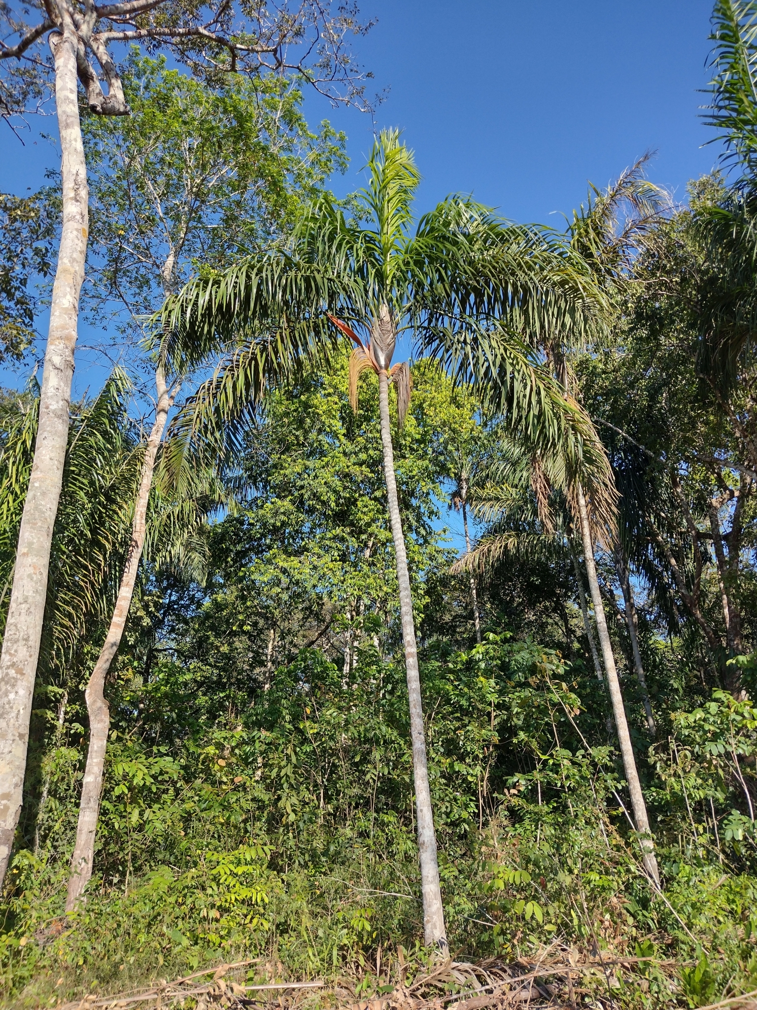 Oenocarpus distichus