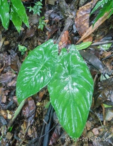 Alocasia acuminata