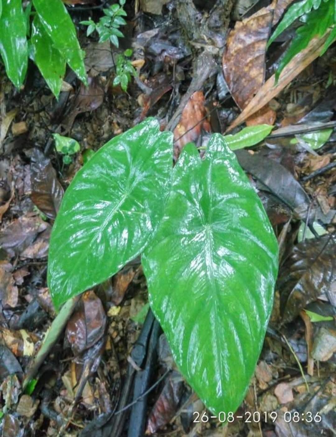 Alocasia