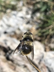 Cephenemyia
