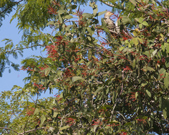 Psittacanthus cordatus