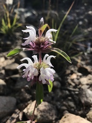 Monarda citriodora austromontana