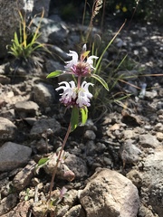 Monarda citriodora austromontana