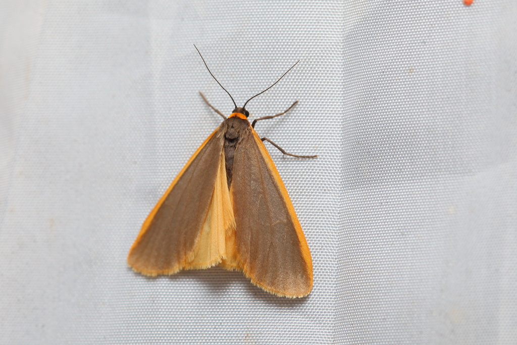 Setema debilis